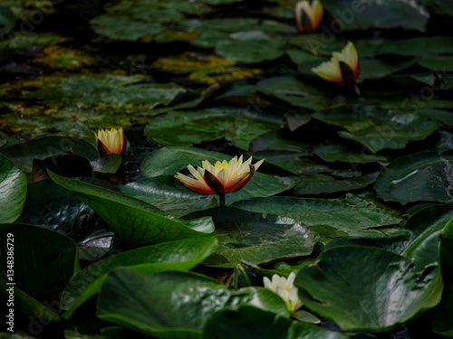 beautiful lotus flowers in the pond