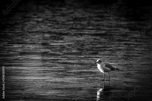Obraz na płótnie Seagull stay on frozen lake w salonie
