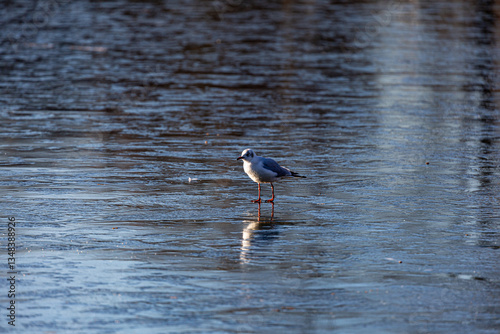 Obraz na płótnie Seagull stay on frozen lake w salonie