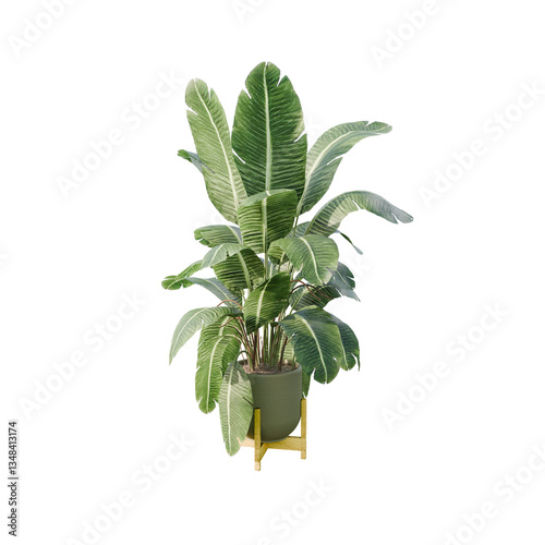indoor plants transparent background