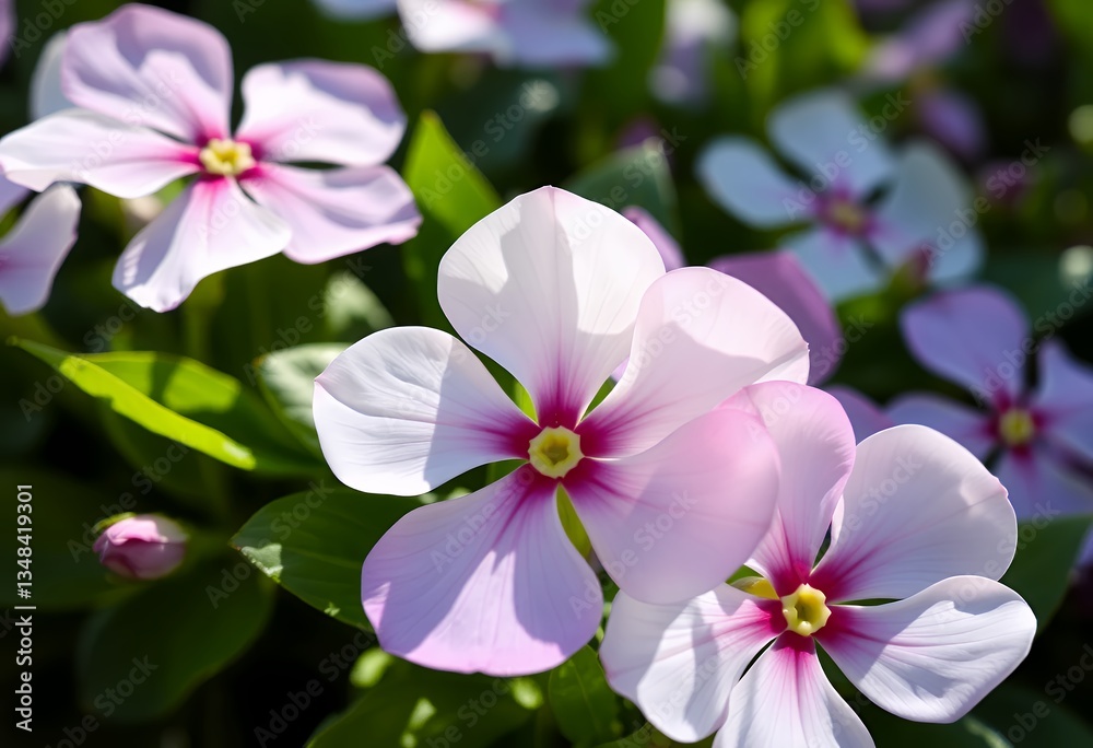 Close-up of Delicate White and Pink Vinca Flowers Blooming Outdoors