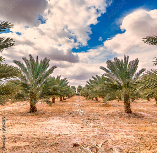 Agriculture of date palms is ancient and sustainable way to diversify income ...