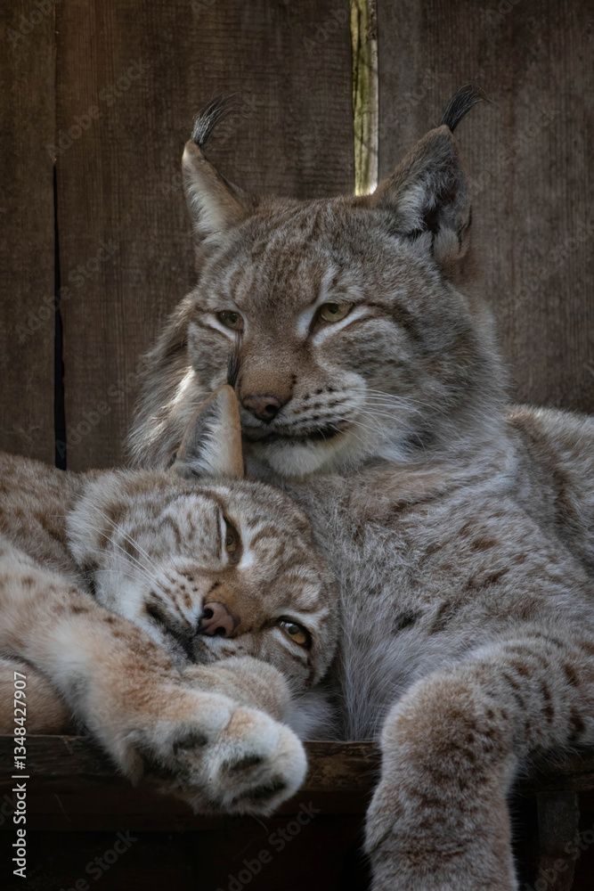 Fototapeta premium Eurasian lynx (lynx lynx) resting in enclosure on a sunny day.