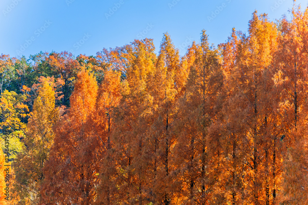 Fototapeta premium 紅葉したメタセコイア
