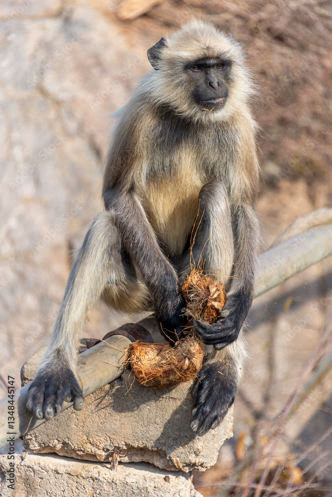 Fototapeta premium Indian Langur eating coconut husk, Pushkar, Rajasthan, India, 28 Jan 2024