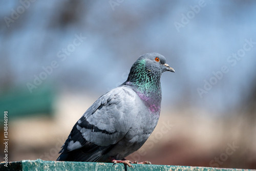 Konstfotografi Urban Elegance – Pigeon Portrait in Sunlight