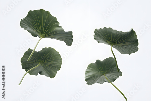 Wallpaper Mural Giant Leaves Float Gently in Air Torontodigital.ca