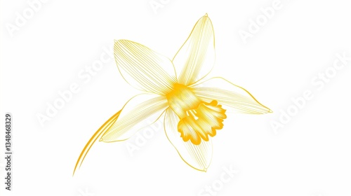 A daffodil icon with long, pointed petals and a trumpet-shaped center, neatly outlined on a white background.