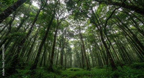 Lush Green Forest Canopy with Tall Trees and Misty Atmosphere in Background