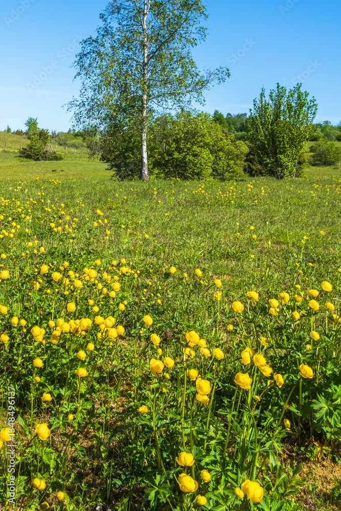 Globeflowers on a beautiful sunny meadow in the summer Globeflowers on a beautiful sunny meadow in the summer