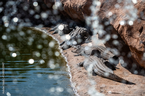 Sunbathing crocodiles rest near the water's edge in Morocco on a sunny day.