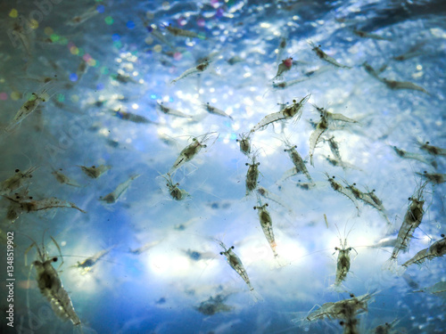 Abstract shrimp in the water for sale