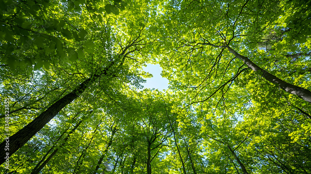 Obraz premium Lush Green Forest Canopy Reaching Upward Towards Bright Blue Sky Sunlight Filtering Through Dense Leaves