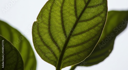 Macro shot of a fresh green leaf with intricate veins