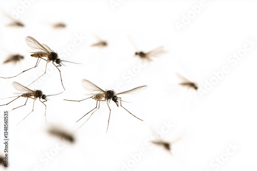 flying mosquitoes isolated