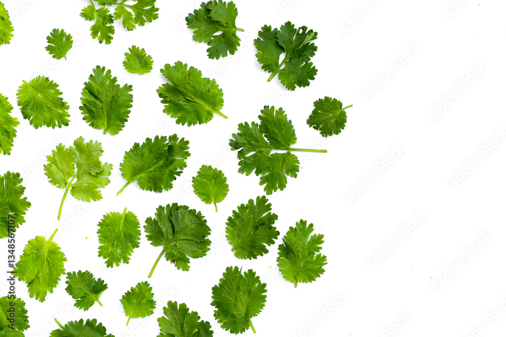Fototapeta premium Fresh organic coriander, vegetables and herbs