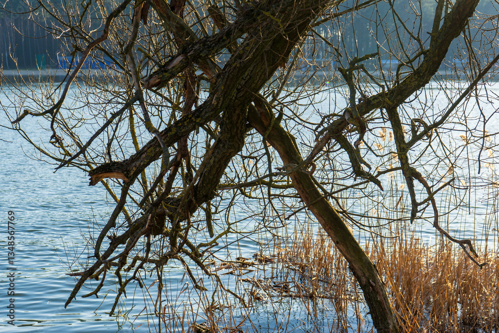 Wiosna nad Stawami Dojlidzkimi, Podlasie, Polska