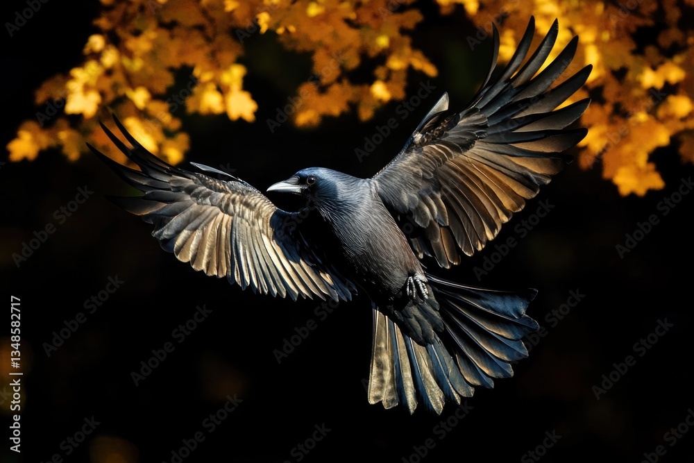 Naklejka premium A black bird spreads its wings as it soars through the air, providing a striking image of freedom and flight