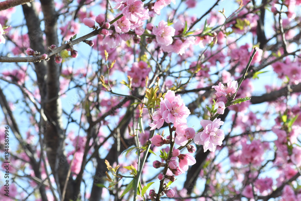 ピンク色の花 桜 ピンク色の花 桜