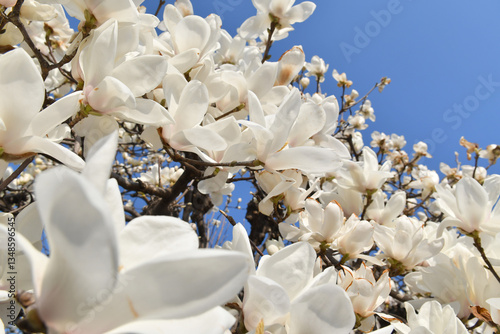 白色の花　モクレン