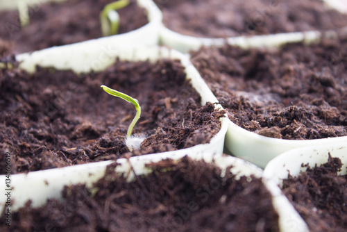 Young seedlings grow in pots outdoors.