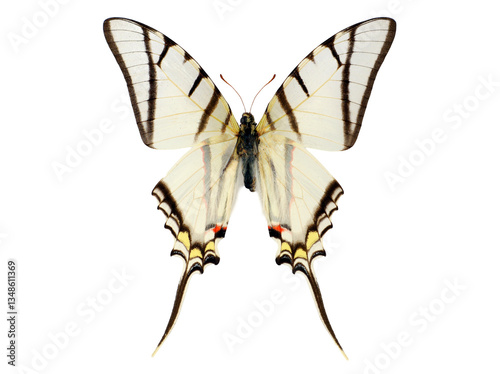 Quadro su tela An orange clubbed kite swallowtail Eurytides telesilaus displays its striking wings while resting in an isolated area, highlighting its unique coloration and delicate features under bright light