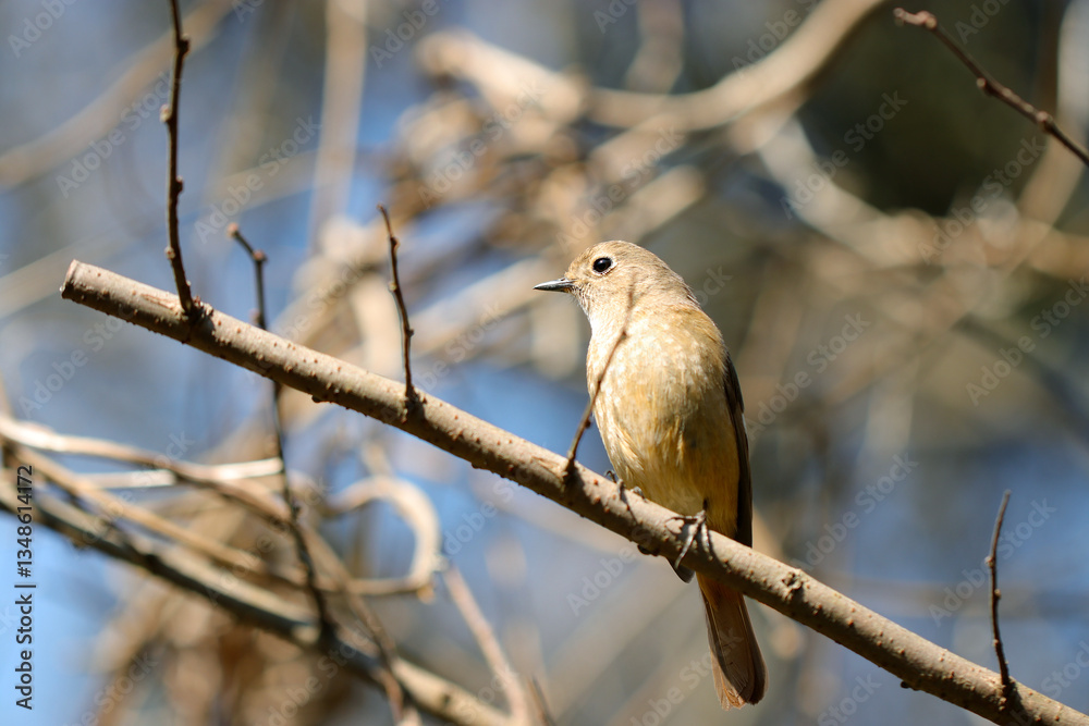 Fototapeta premium 早春の青空を背景に高木の枝にとまるジョウビタキの雌鳥（自然光+中望遠マクロ接写）