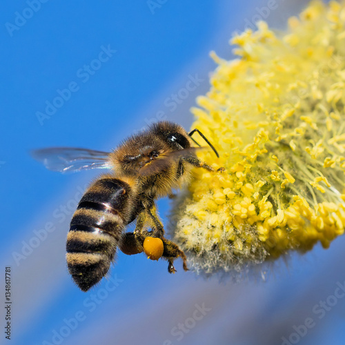 Biene am Weidenkätzchen