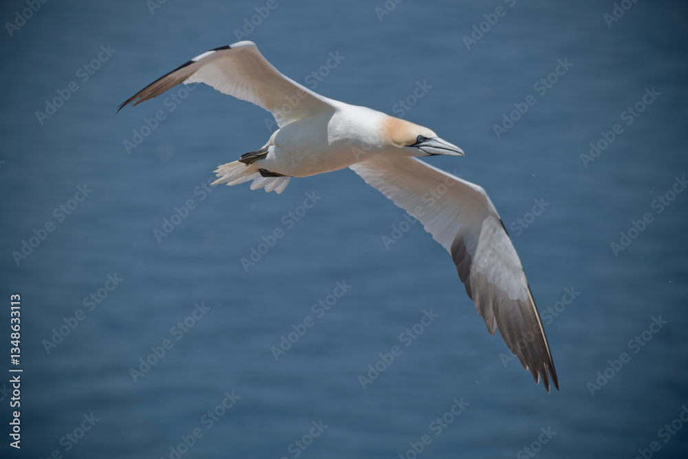 Obraz premium Fou de Bassan sur l'île Bonaventure
