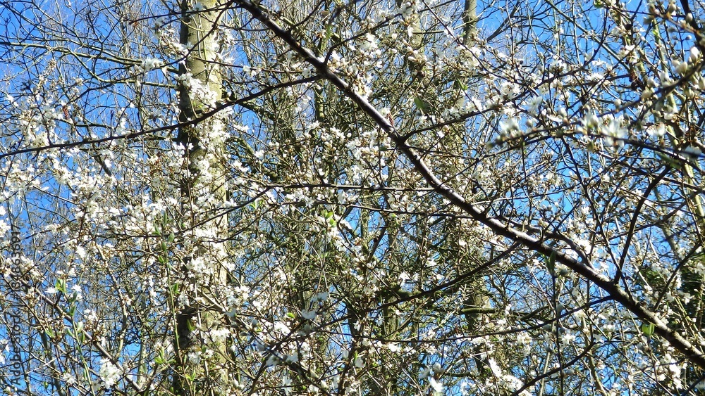 Obraz premium Twig of flowering blackthorn, Prunus spinosa, in spring. White flowers, natural floral background. Close-up of delicate spring flowers. Spring natural background, flowering tree.