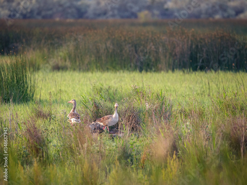 Couple of greylag geese (Anser anser) guarding their nest