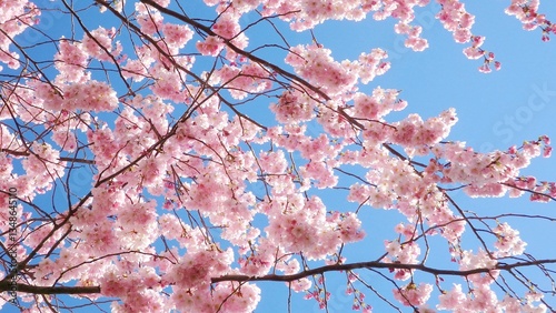 Cherry blossoms or sakura flower. Blooming pink cherry blossoms flowers on the branches in the spring. Lovely flowers close up. Blue sky background