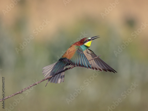 European bee-eaters (Merops apiaster) taking flight