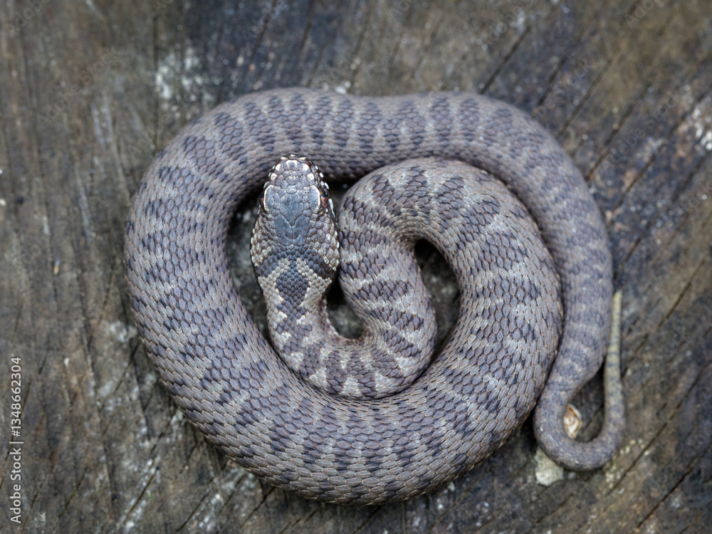 Fototapeta premium Dorsal pattern on a juvenile Nikolsky's viper (Vipera berus nikolskii)