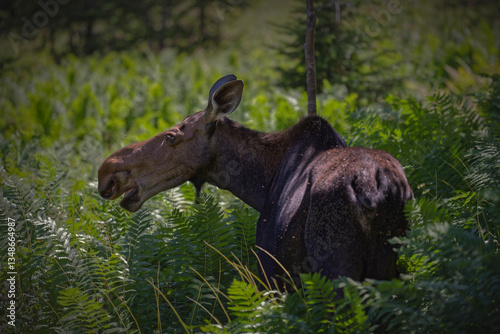 Orignal en Gaspésie