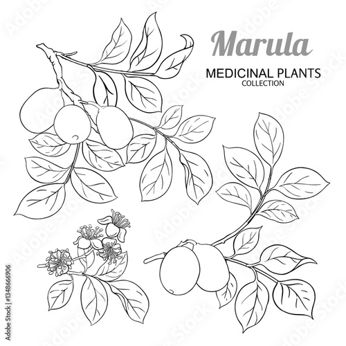 Marula Branch with Flowers, Berries and Leaves Outline Illustration. Organic natural nutritional healthy food ingredient, vegetarian diet product. Vector isolated for design or decoration.