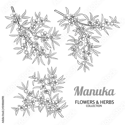 Manuka Branch with Flowers, Seeds and Leaves Outline Illustration. Essential oil ingredient for cosmetics, aromatherapy, health care, alternative medicine. Vector isolated for design or decoration.