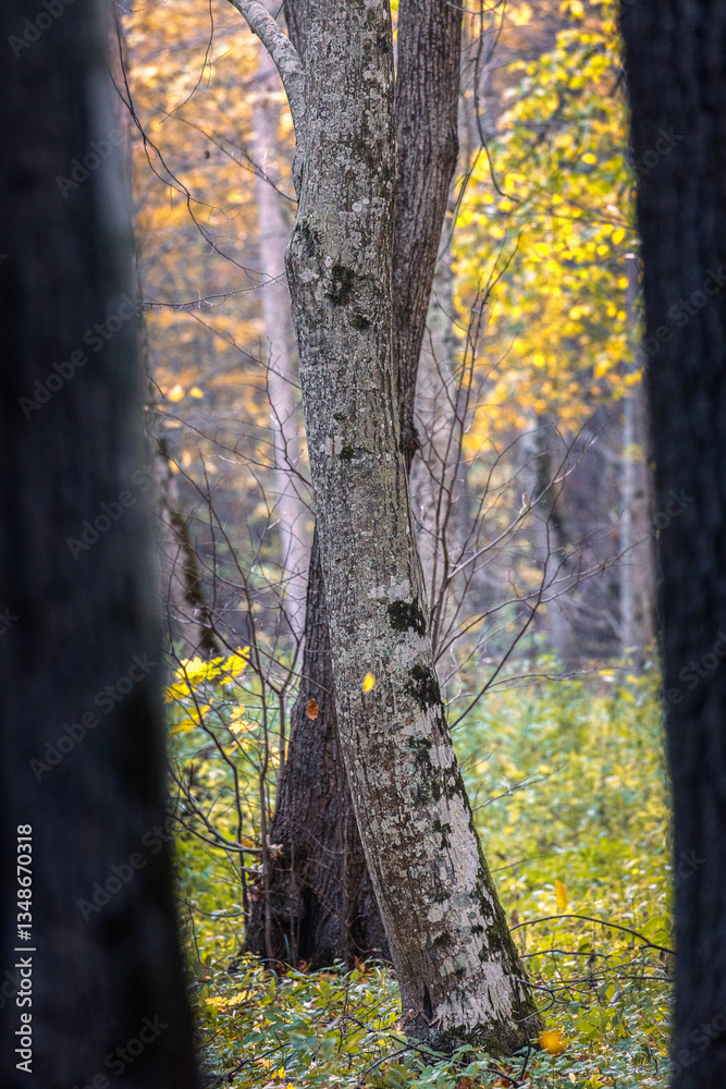 Fototapeta premium Interesting trees in the forest