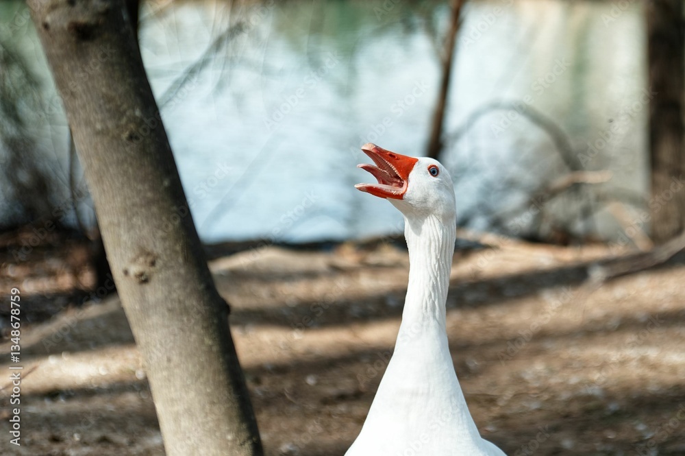 Fototapeta premium Humorous swan with neck extended and beak open