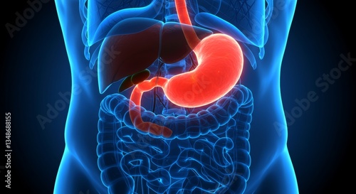 Detailed human abdominal anatomy with glowing stomach and internal organs view