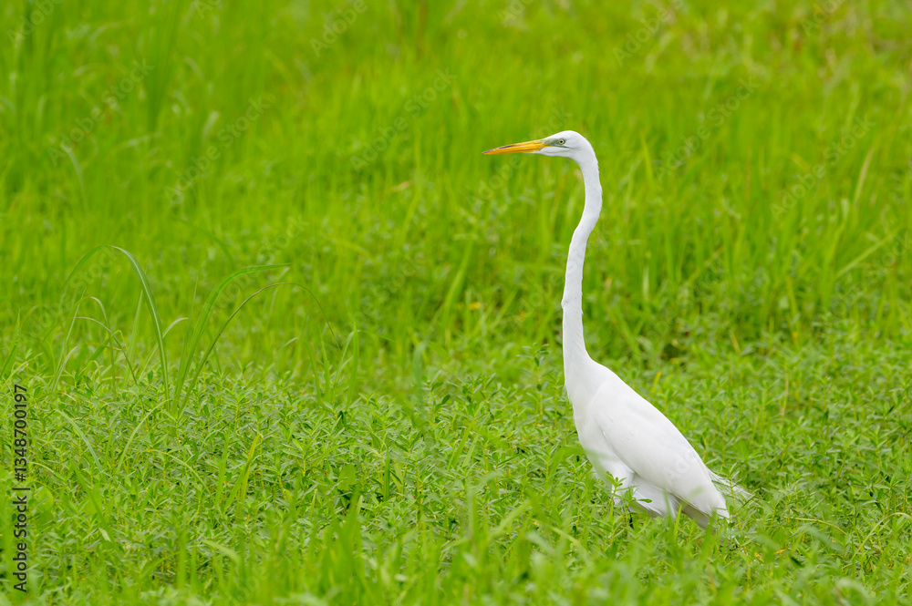 Great Egret (Ardea alba foraging in grass land, Florida USA.