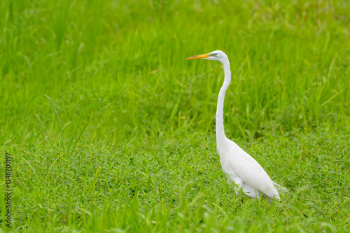 Obraz na płótnie Great Egret (Ardea alba foraging in grass land, Florida USA. w salonie