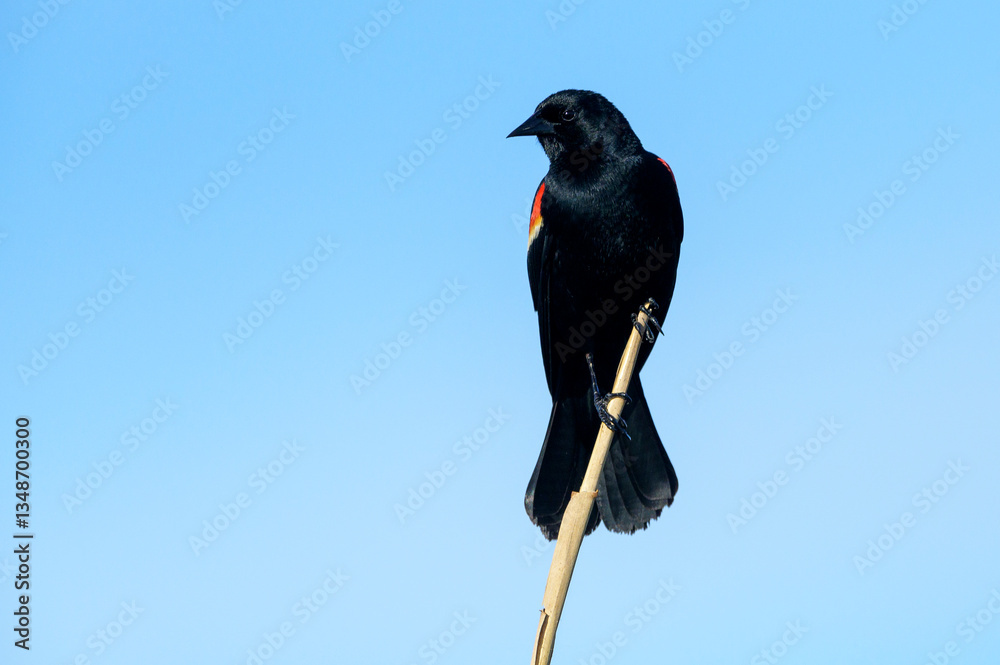 Red-winged Blackbird (Agelaius phoeniceus) adult male, perched on reed, Lake Apopka, Florida, U.S.A