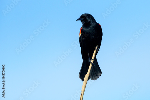 Obraz na płótnie Red-winged Blackbird (Agelaius phoeniceus) adult male, perched on reed, Lake Apopka, Florida, U.S.A w salonie
