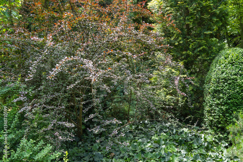 Beautiful purple foliage grows on arching branches of barberry Berberis thunbergii Atropurpurea. Small leaves harmonize perfectly with evergreens. Selective focus. Nature concept for design