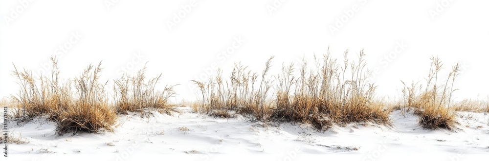 Fototapeta premium Winter Dunes