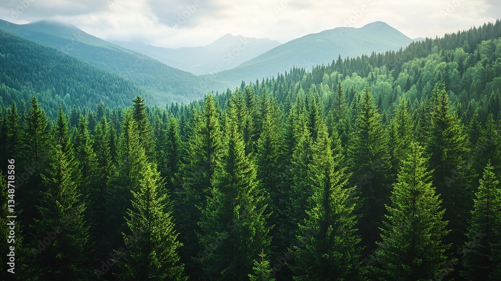 Fototapeta premium Lush green forest with tall old spruce, fir, and pine trees under a clear blue sky, showcasing the beauty of nature, wilderness, and environmental conservation. Perfect for themes of ecology, sustaina