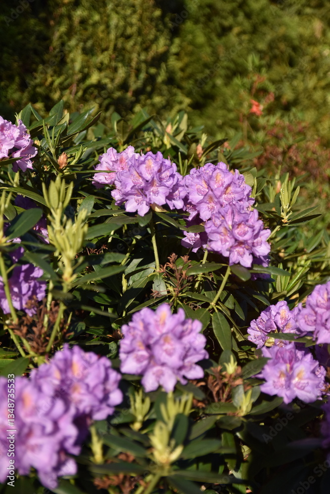 Fototapeta premium Garden on a spring sunny morning, flowers, plants, insects waking up to life, pleasant warmth, joyful day.