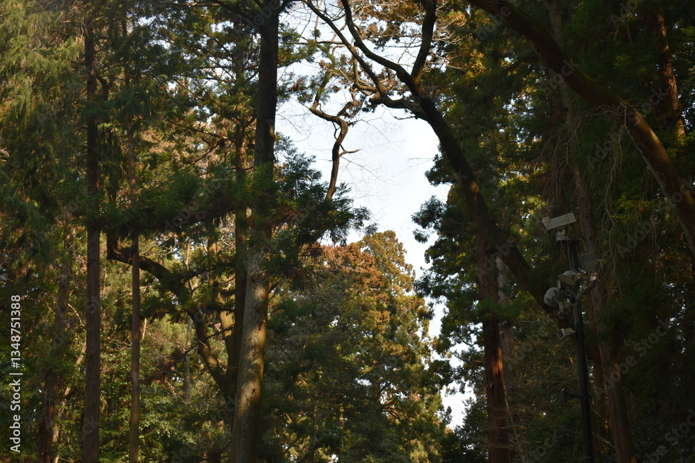 Obraz premium 仙台 瑞鳳殿 風景