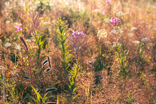 Chamaenerion angustifolium is a perennial herbaceous flowering plant